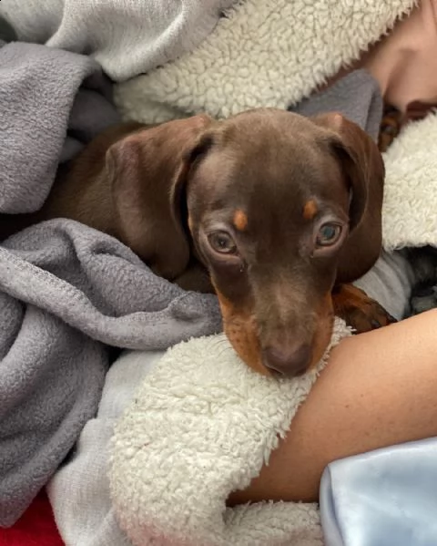 regalo cucciolo di bassotto
