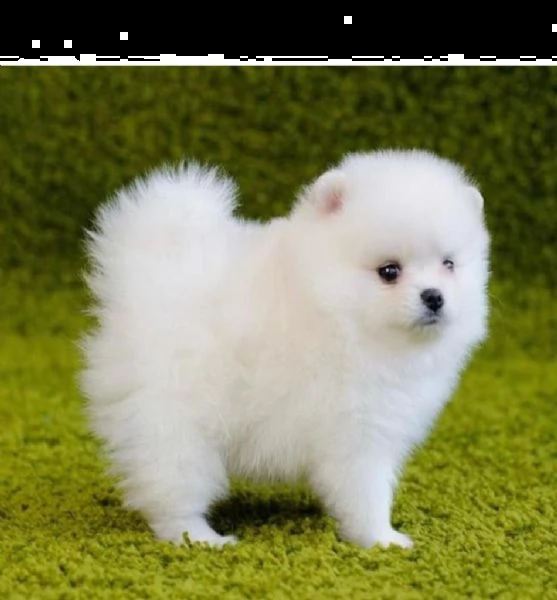regalo  volpino pomerania mini toy 