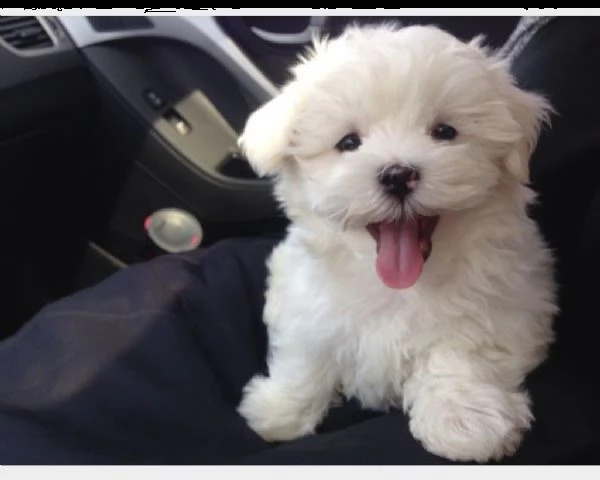(vendita cucciolo maltese cuccioli disponibili)