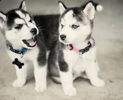 (vendita cucciolo cuccioli siberian husky )