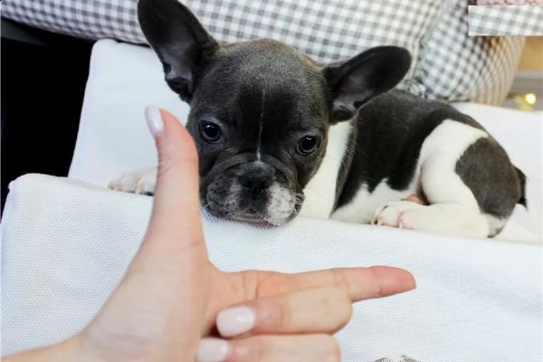 cucciolo di bouledogue tenerissimi intrigantissimi e buonissimi di 70 giorni sia maschi che femmina 