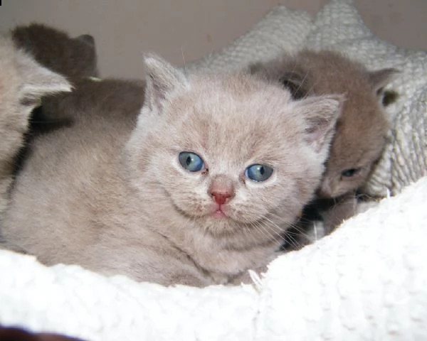 cuccioli british shorthair alta genealogia