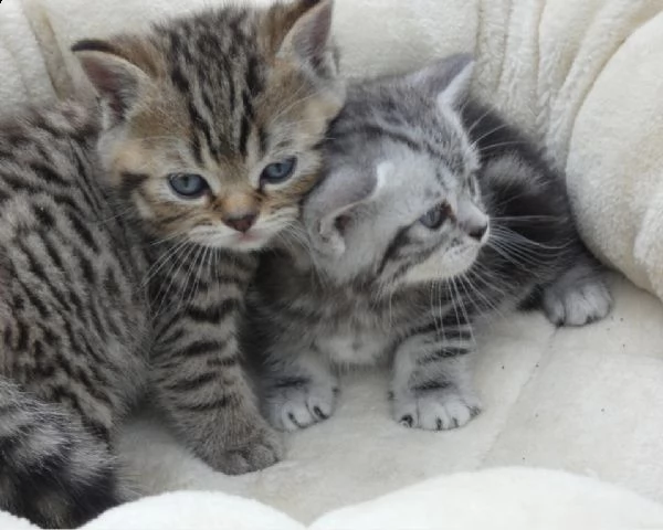 cuccioli british shorthair alta genealogia | Foto 0
