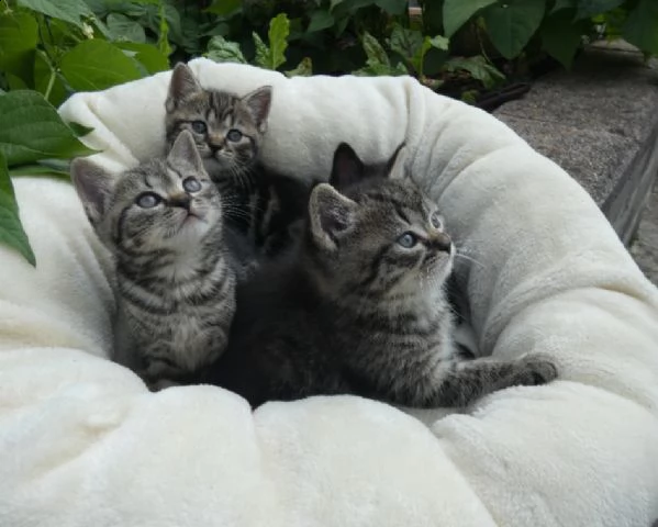 5 cuccioli british shorthair 