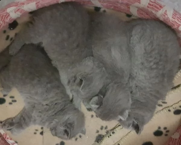 5 cuccioli british shorthair  | Foto 0