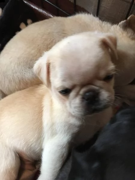 bellissimi cuccioli di carlino