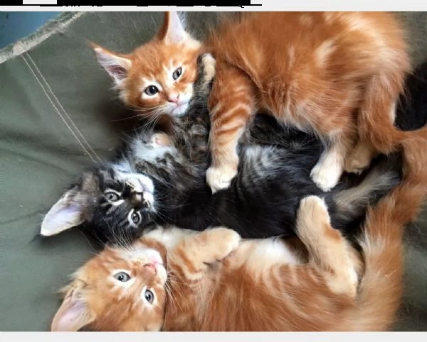 6 gattini di maine coon