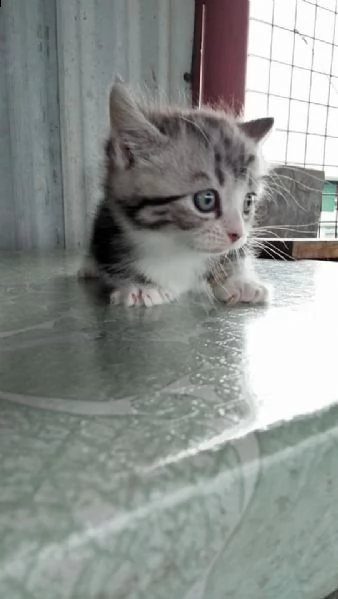 gattini di munchkin | Foto 2