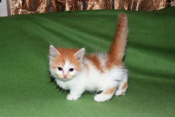 gattini di munchkin | Foto 1