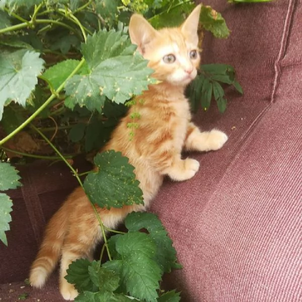 gattini di munchkin | Foto 0