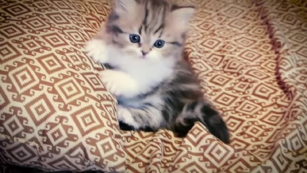 disponibili stupendi cuccioli di munchkin