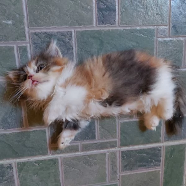 disponibili stupendi cuccioli di munchkin | Foto 1