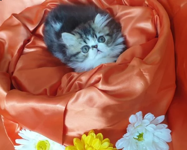 disponibili stupendi cuccioli di munchkin | Foto 0