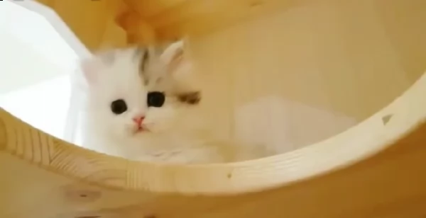 bellissimi cuccioli di munchkin 6 | Foto 1