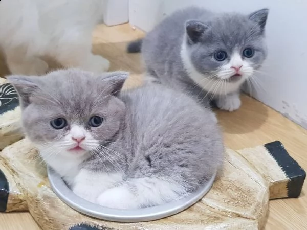 bellissimi cuccioli di munchkin 6