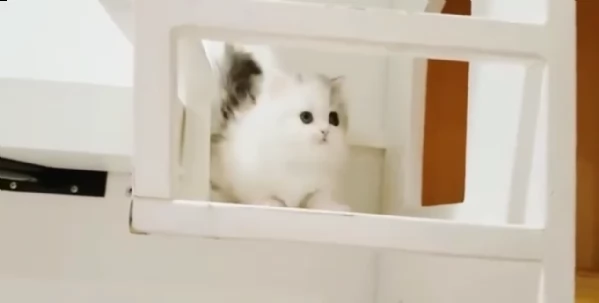 bellissimi cuccioli di munchkin 6 | Foto 0