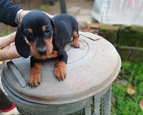 meravigliosi cuccioli di bassotto tedesco pelo cor