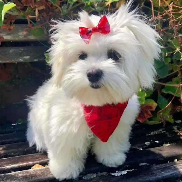 regalo maltese
