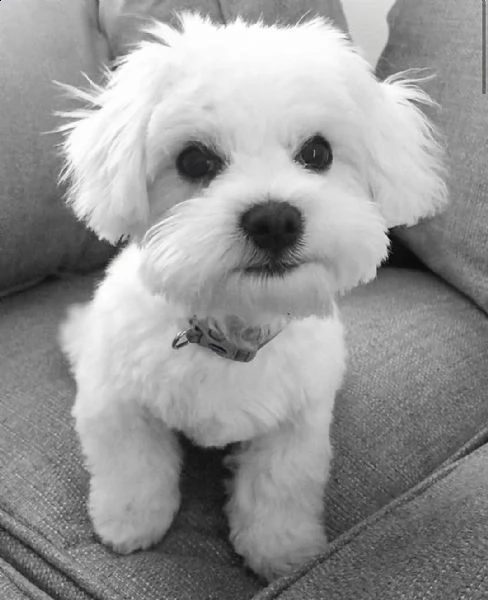 mini tazza da tè maltesi cuccioli bianchi maschi e femmine  | Foto 1