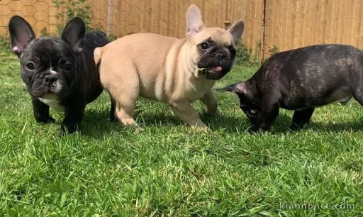 cuccioli di bulldog/bouledogue francese