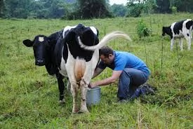 pregnant cow holstein livestock cattle heifers best live boer goats, nubian angora goats, sheep | Foto 3