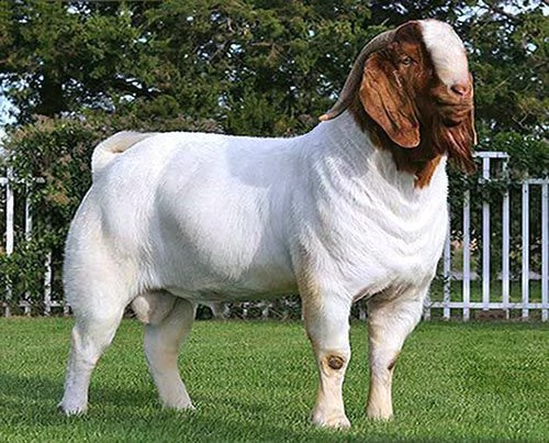 best quality sheep ,boer goats , & beef slaughter and fattening bulls, beef carcass meat,  | Foto 3