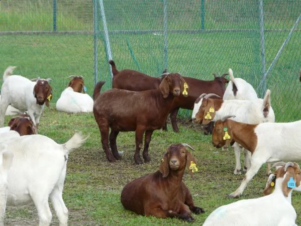 best quality sheep ,boer goats , & beef slaughter and fattening bulls, beef carcass meat,  | Foto 0