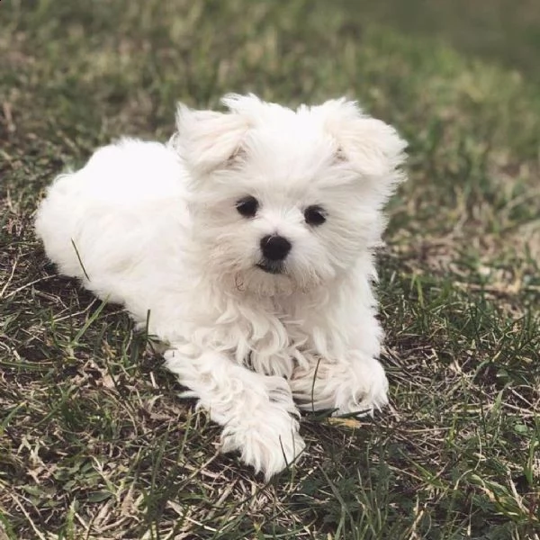 regalo maltese[[[]]]