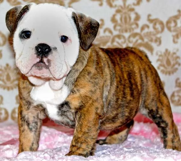    regalo   bulldog inglese