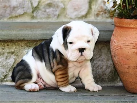    regalo   bulldog inglese | Foto 0