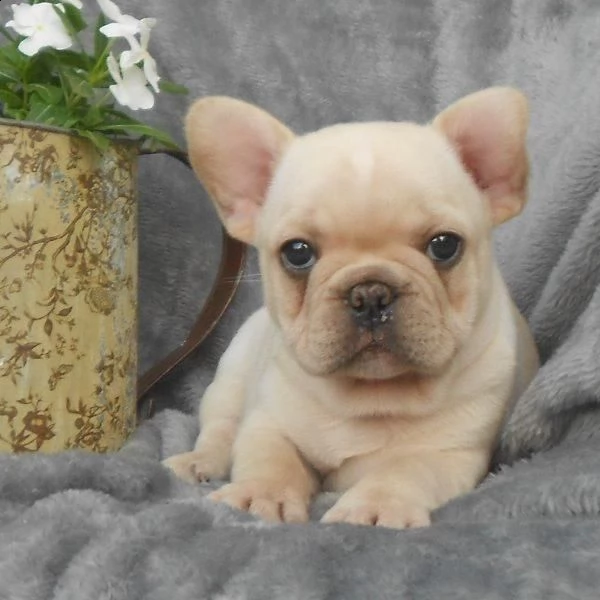  regalo bouledogue francese | Foto 0