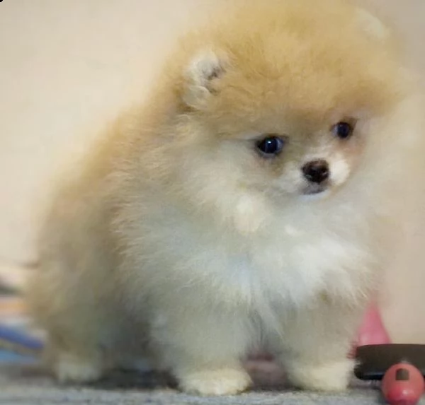 regalo valpino  | Foto 0