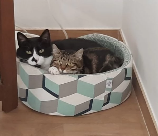 coppia gatti buonissimi 3 e 7 anni testati e vaccinati | Foto 0