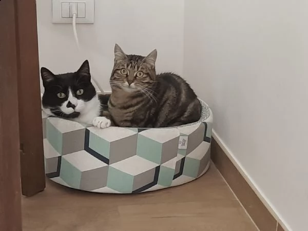 coppia gatti buonissimi 3 e 7 anni testati e vaccinati