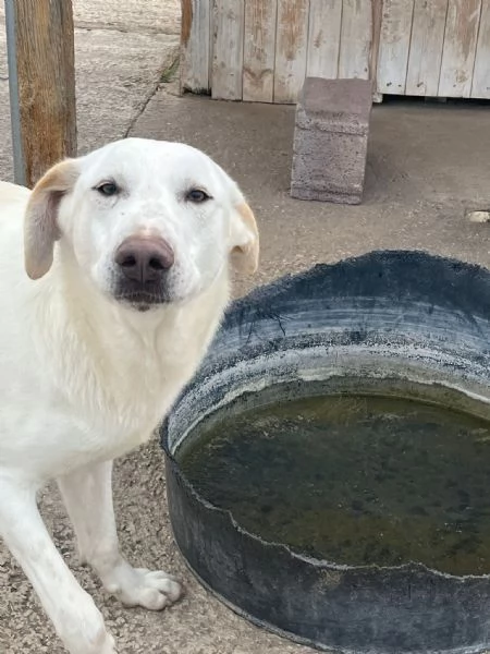 Cucciolo 8 mesi tg media mix Labrador  | Foto 1