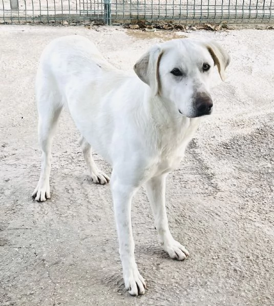 Cucciolo 8 mesi tg media mix Labrador 