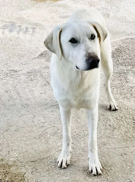 Cucciolo 8 mesi tg media mix Labrador  | Foto 0