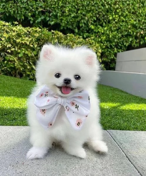 regalo maltese——- | Foto 0