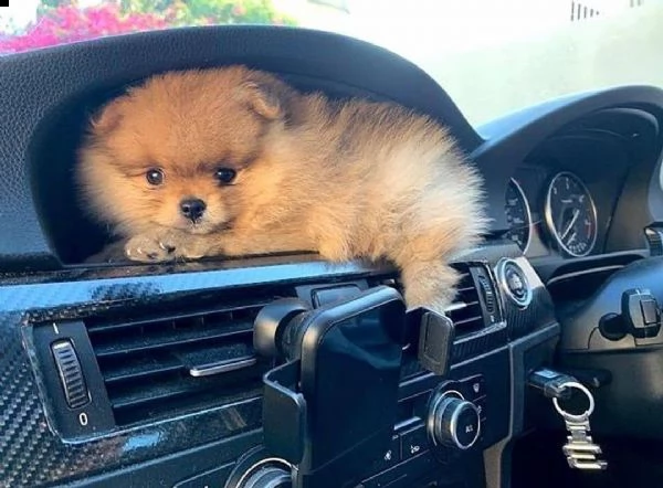 regalo maltese——-