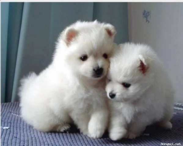 bella pomerania molto chatos e pelosa