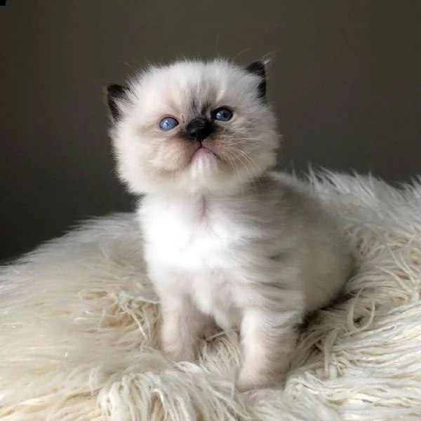 due ragazzi ragdoll di razza.