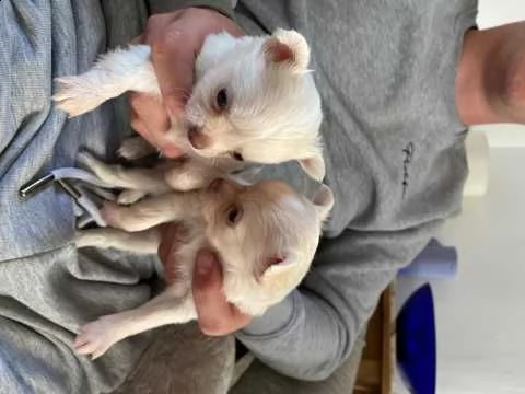 cuccioli di chihuahua bianco puro per una nuova casa.