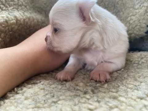 cuccioli di chihuahua bianco puro per una nuova casa. | Foto 0