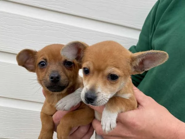 bellissimi cuccioli di jackchi | Foto 0