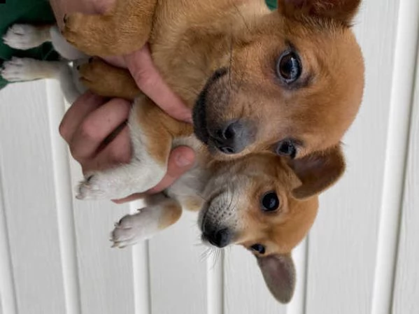 bellissimi cuccioli di jackchi