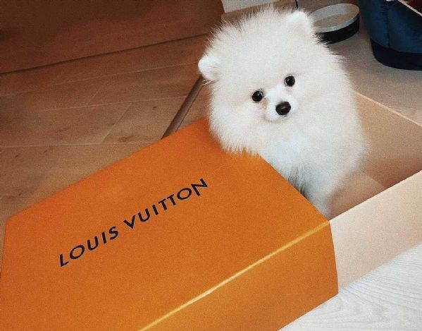 regalo  volpino pomerania mini toy  | Foto 0