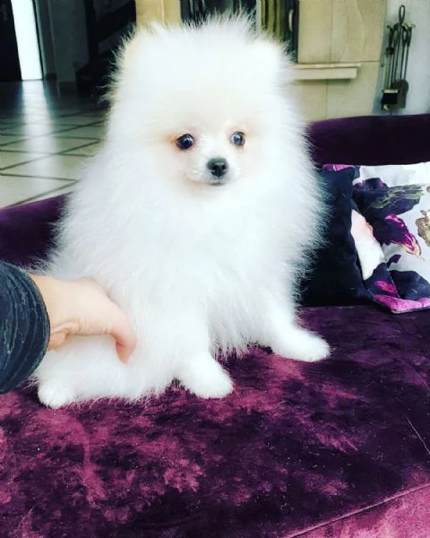  regalo  volpino pomerania mini toy 