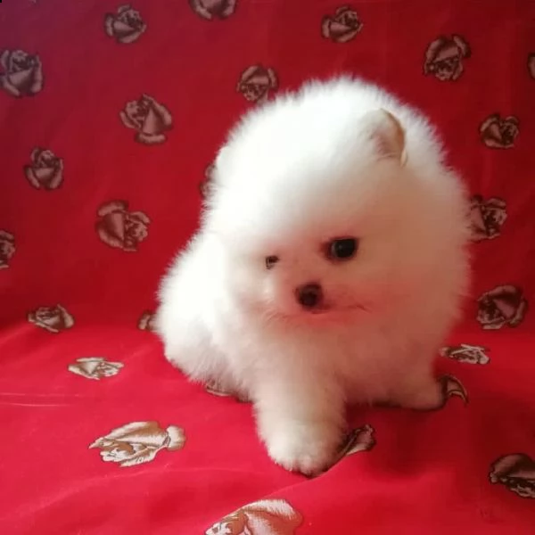  regalo  volpino pomerania mini toy  | Foto 0