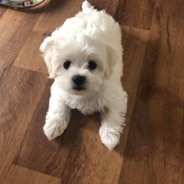 cucciolata maltese