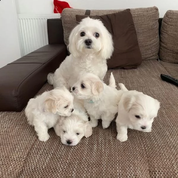 cuccioli di barboncino maltese